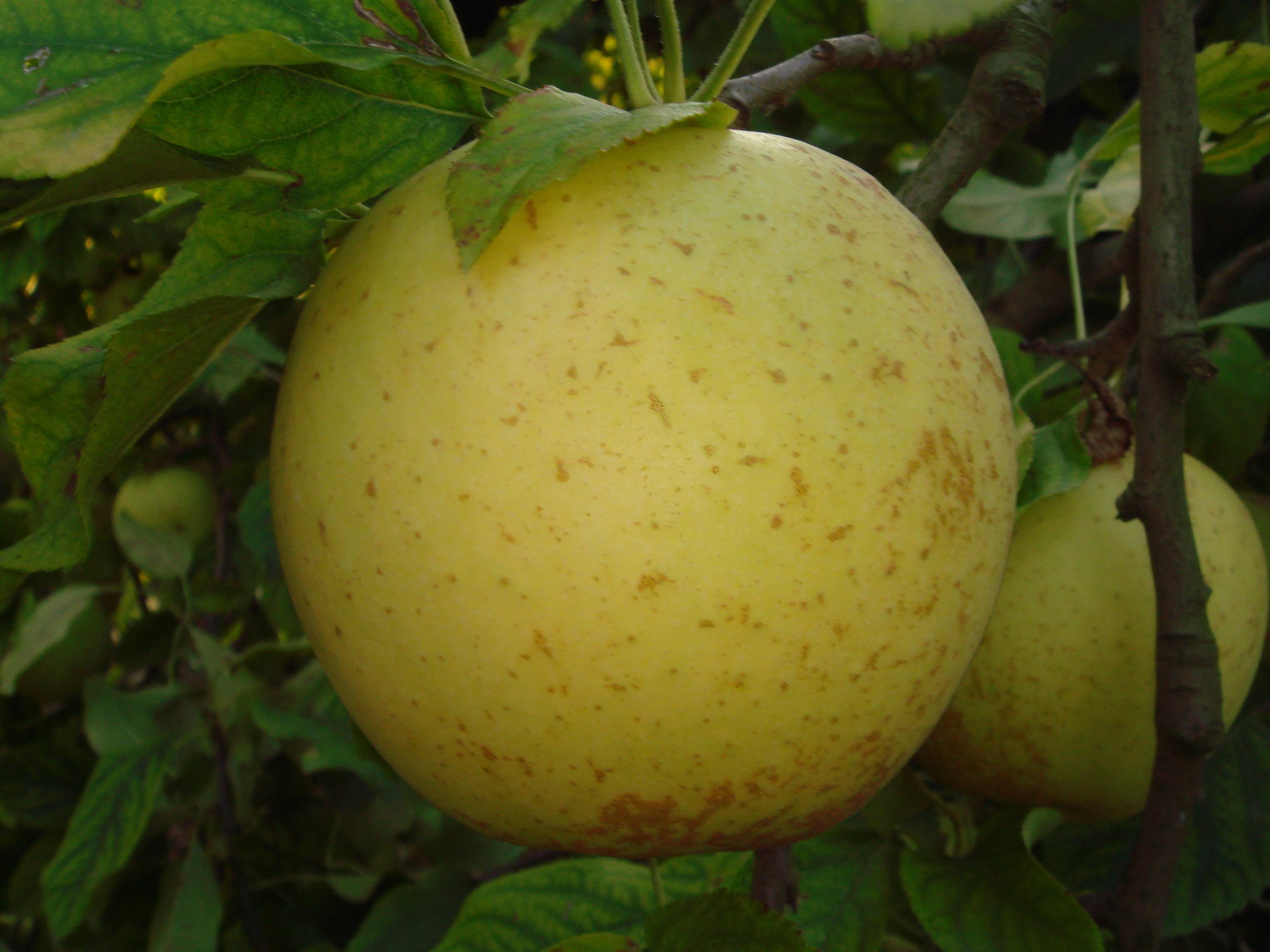 golden delicious