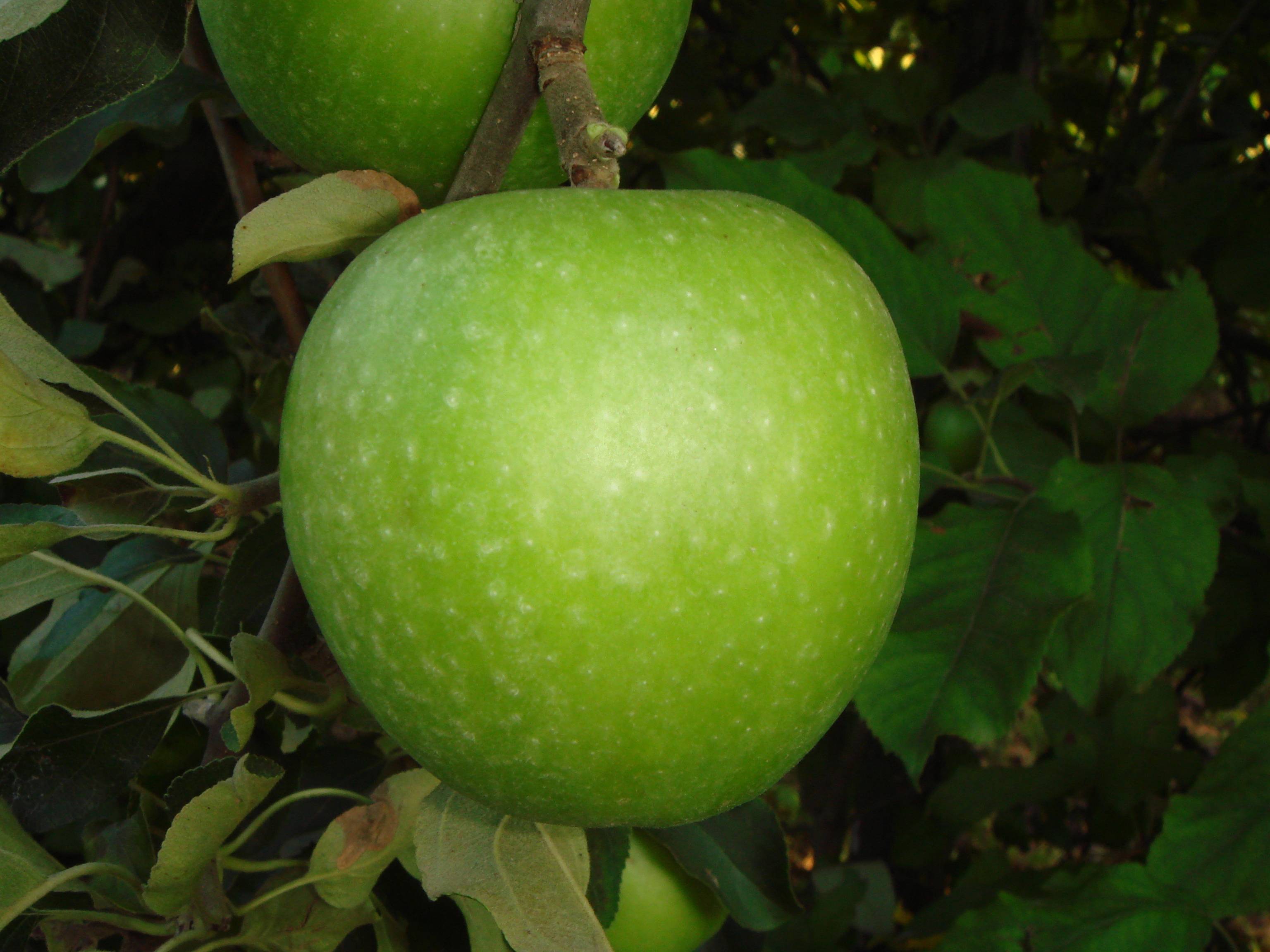 granny smith